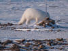 Arctic fox near sampling site